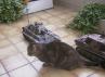 2 Königstiger und ein Stubentiger [1573 views] [Current rating 2 : Excellent]