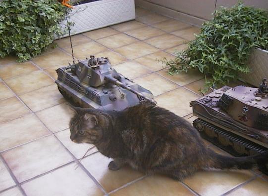 2 Königstiger und ein Stubentiger